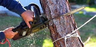 Best Tree Mulching  in Charter Oak, CA