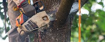 Best Emergency Tree Removal  in Charter Oak, CA