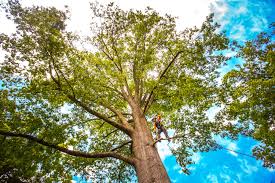 Pest Control for Lawns in Charter Oak, CA