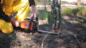 Best Hazardous Tree Removal  in Charter Oak, CA