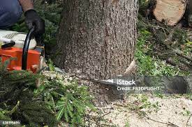 Reliable Charter Oak, CA Tree Care Solutions