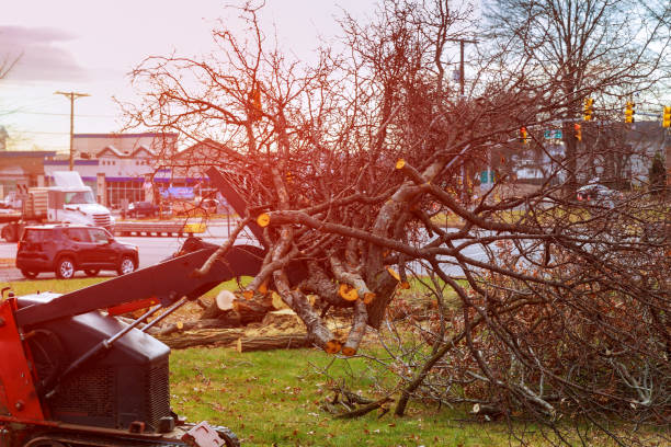 How Our Tree Care Process Works  in  Charter Oak, CA