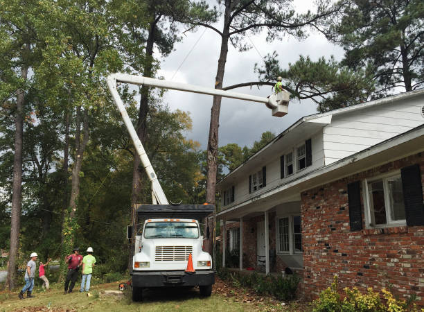 Best Tree Disease Treatment  in Charter Oak, CA