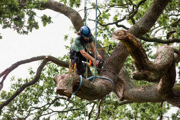 Best Fruit Tree Pruning  in Charter Oak, CA