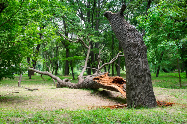 Best Storm Damage Tree Cleanup  in Charter Oak, CA