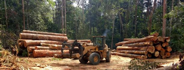 Best Commercial Tree Services  in Charter Oak, CA