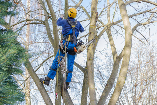 Best Lawn Pest Prevention  in Charter Oak, CA