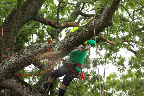 Best Tree Maintenance Programs  in Charter Oak, CA