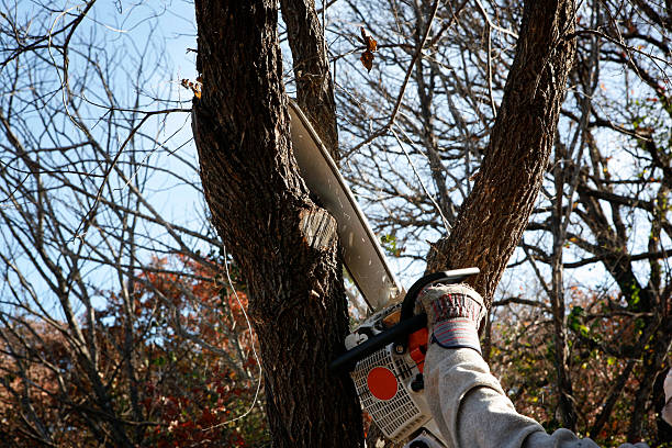 Best Weed Control  in Charter Oak, CA