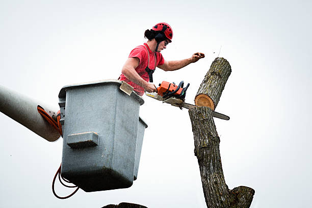Tree and Shrub Care in Charter Oak, CA